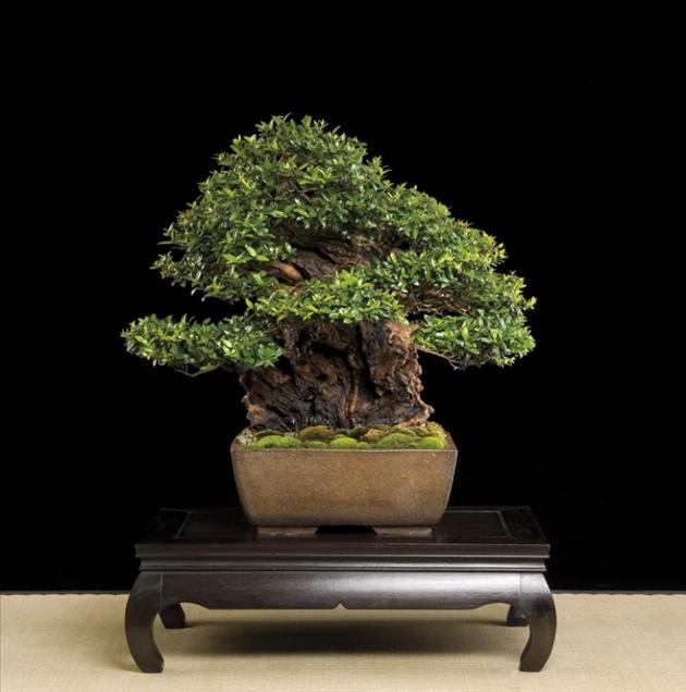 Bonsai, cay canh nghe thuat, cây cảnh nghệ thuật, cay the, cây thế, triển lãm bonsai, trien lam bonsai, triển lãm cây thế, trien lam cay the